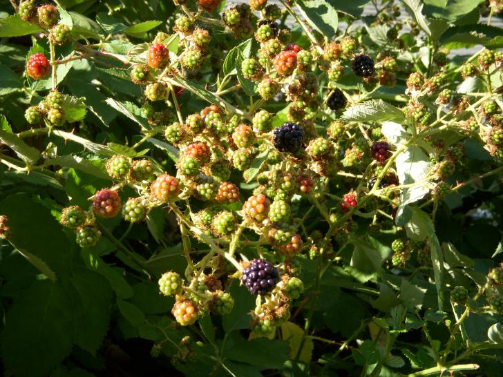  A photo taken in my back yard in Spokane of an unripe blackberry bush. 