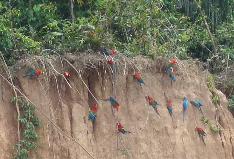 Macaws eating at a clay lick
