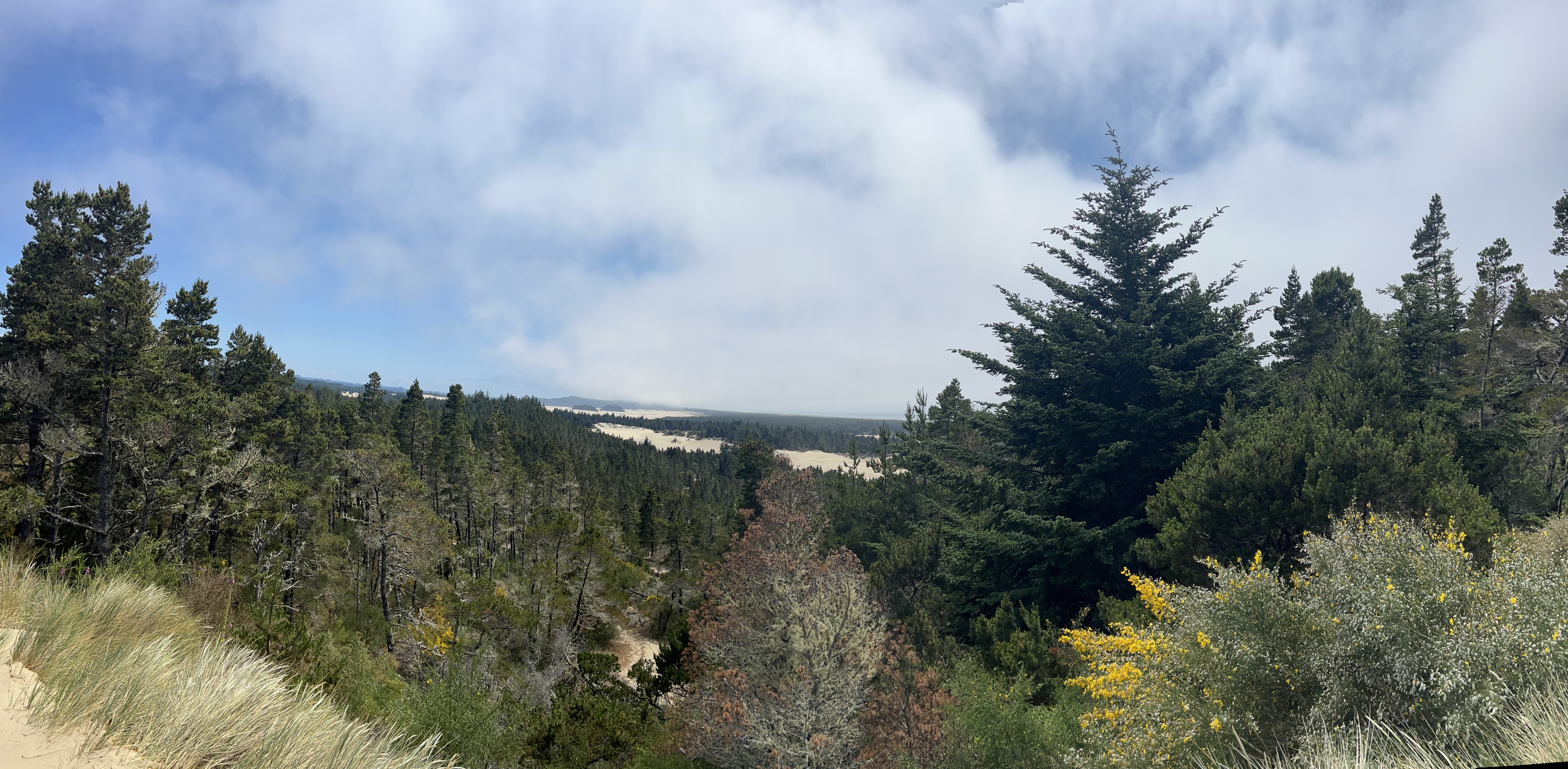 Photo taken in the Oregon National Dunes depicting dunes and the flora around