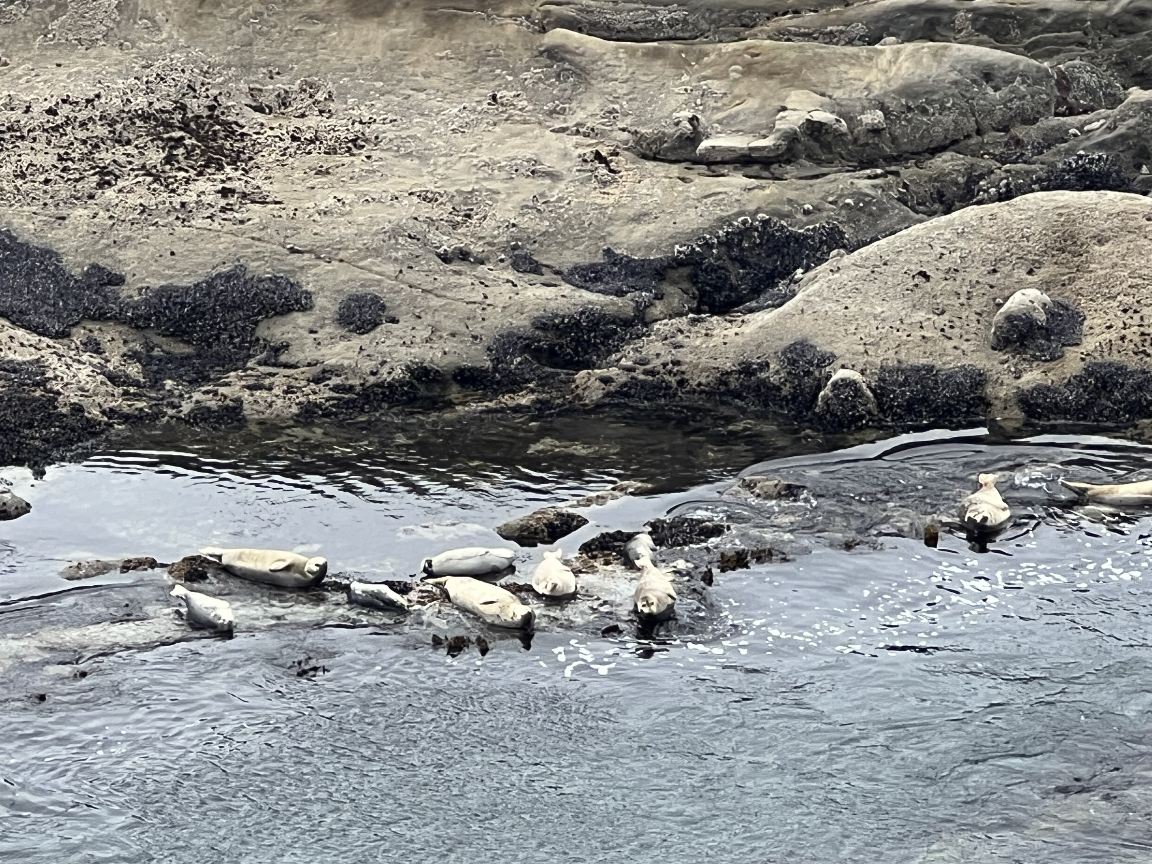 Photo of rocks in the ocean with marine mammals