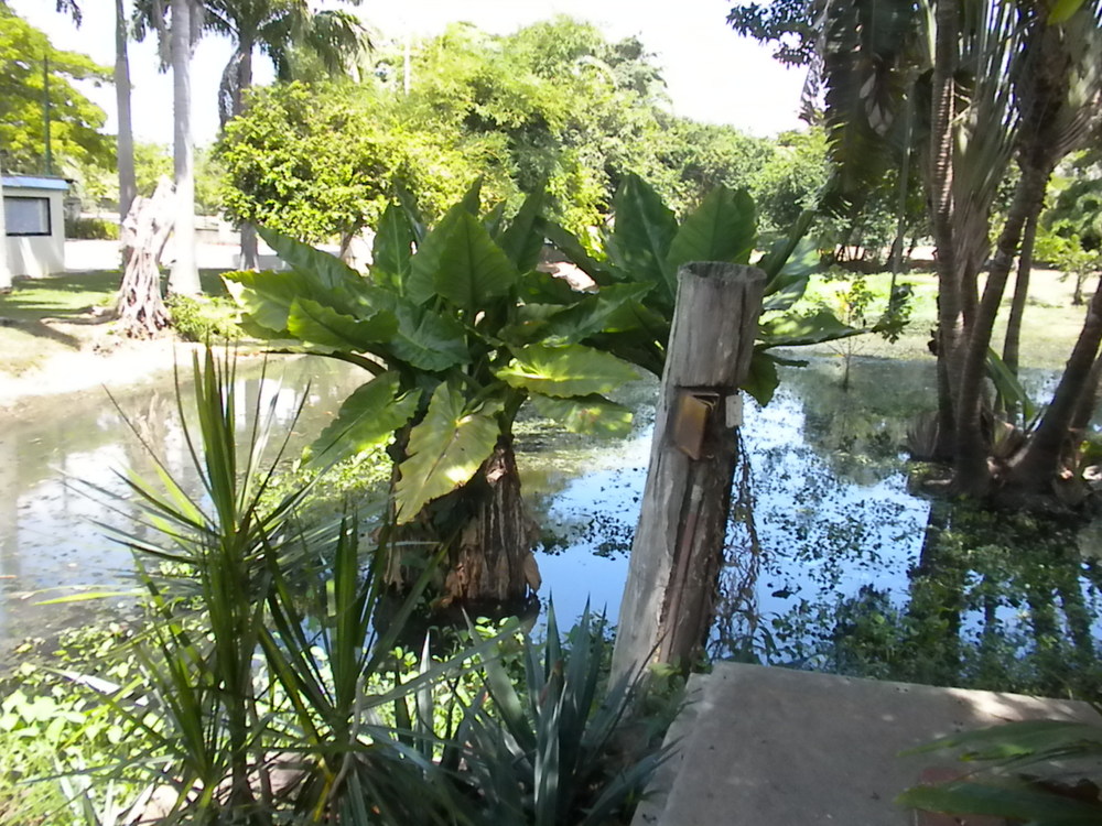The Botanical Gardens Cuidad Boliviar.