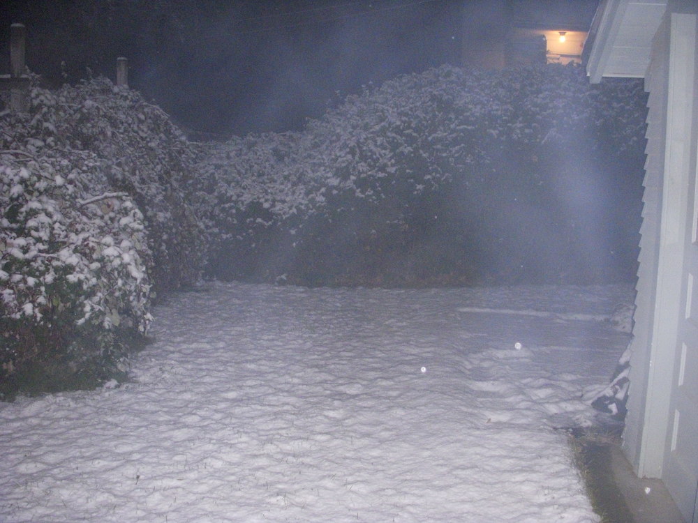  My yard in Spokane all snowy. 